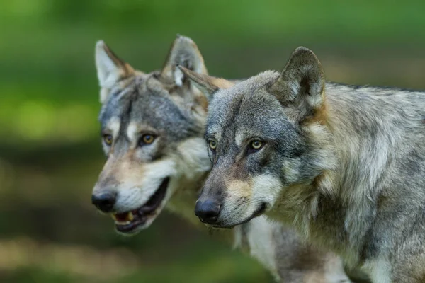 Yaz boyunca ormandaki gri kurt.