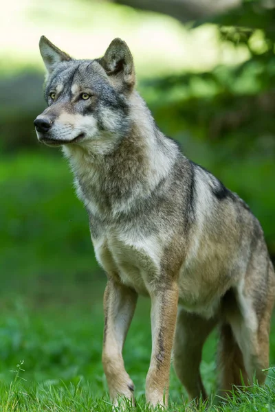 Grijze Wolf Het Bos Tijdens Zomer — Stockfoto