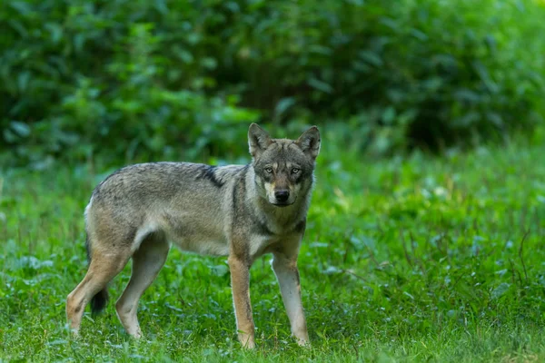 Lobo Cinzento Floresta Durante Verão — Fotografia de Stock