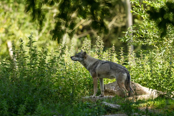 夏天森林里的灰狼 — 图库照片