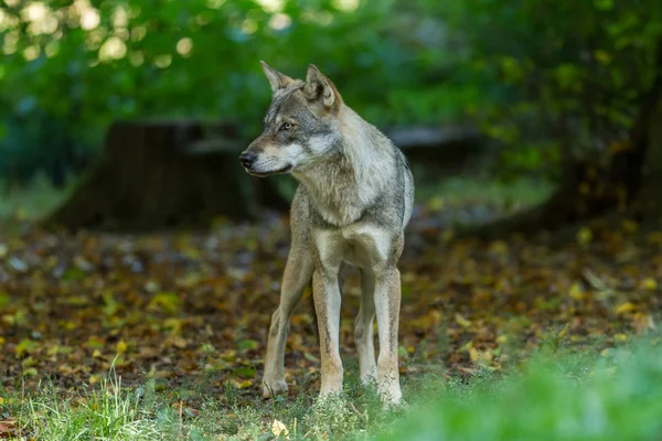 夏の間の森の中の灰色のオオカミ — ストック写真