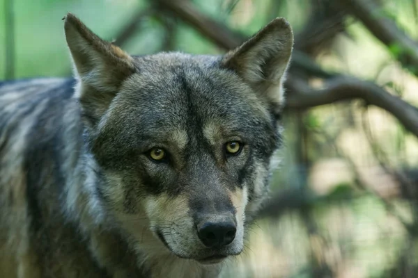 Portret Van Een Grijze Wolf Het Bos Tijdens Zomer — Stockfoto