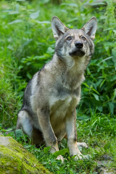 Grijze Wolf Het Bos Tijdens Zomer — Stockfoto