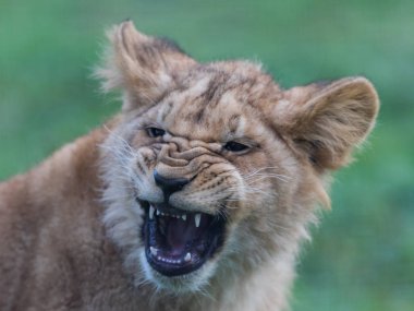 Ormandaki Bebek Aslan