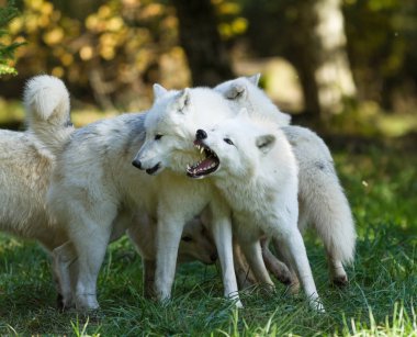 Beyaz kurt ormanda oynuyor.