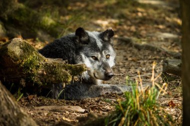 Ormandaki bir kara kurdun portresi