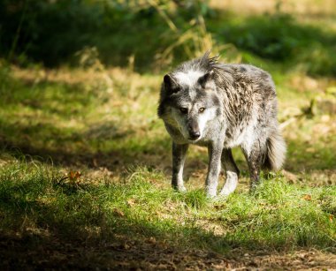 Ormandaki bir kara kurdun portresi