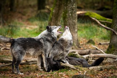 Ormandaki bir kara kurdun portresi