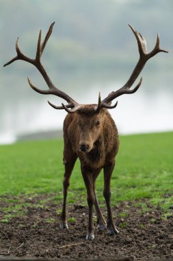 Tekdüzelik sırasında ormanda kızıl geyik