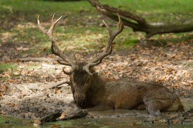 Tekdüzelik sırasında ormanda kızıl geyik