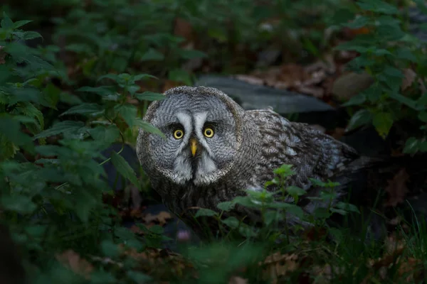 森の中の大きな灰色のフクロウ — ストック写真