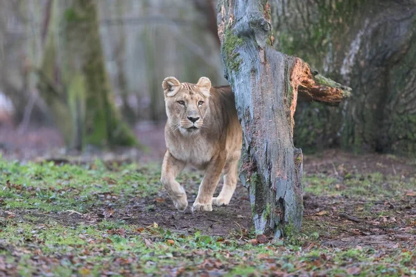 Λιοντάρι Στο Δάσος — Φωτογραφία Αρχείου