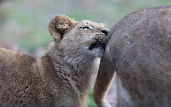 Leão Bebé Floresta — Fotografia de Stock