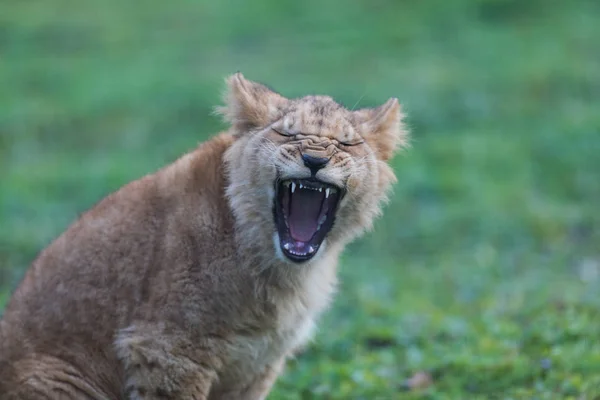 Lion Bébé Dans Forêt — Photo