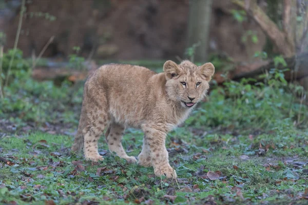 Baby Lion in the forest