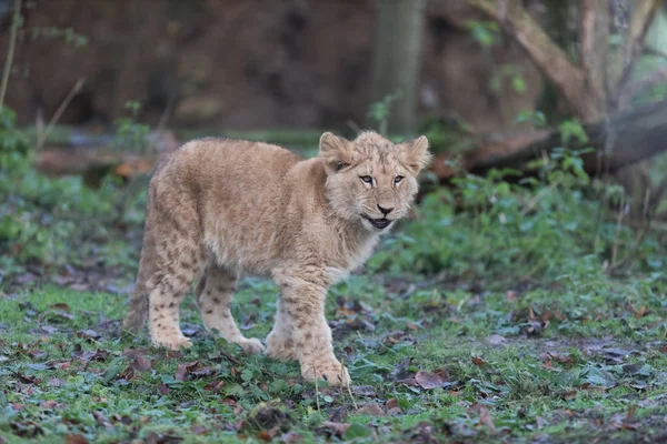 Lion in the forest