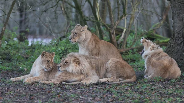 Família Leão Floresta — Fotografia de Stock