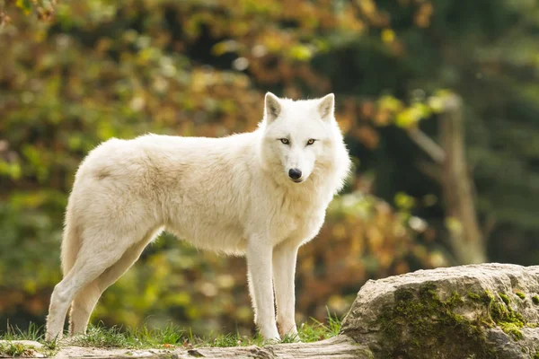 White Wolf Forest — Stock Photo, Image