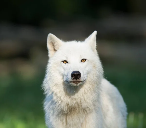 Ritratto Lupo Bianco Nella Foresta — Foto Stock