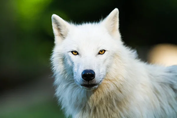 Portrait Loup Blanc Dans Forêt — Photo