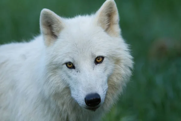 Ritratto Lupo Bianco Nella Foresta — Foto Stock