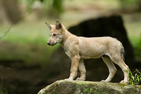 Jovem Lobo Cinzento Floresta — Fotografia de Stock