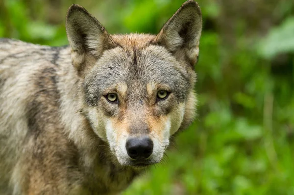 Portret Van Een Grijze Wolf Het Bos — Stockfoto