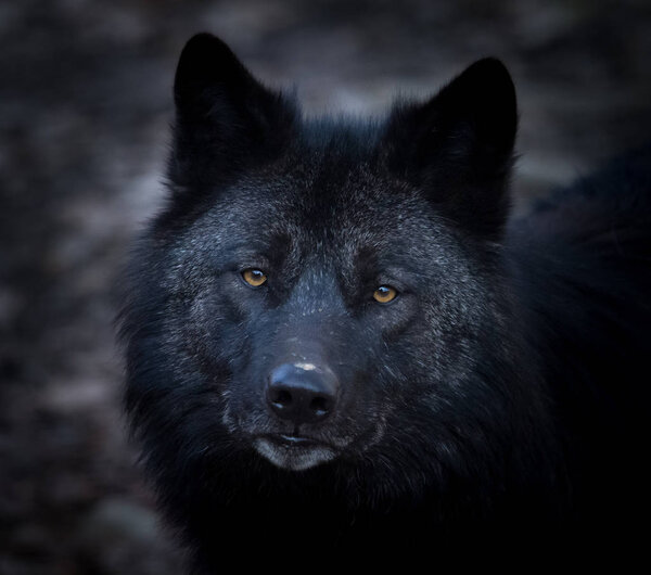Portrait of a black wolf in the forest