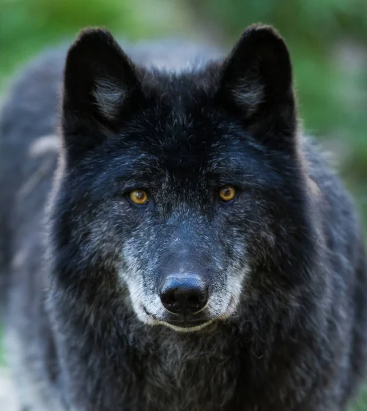 Ormandaki bir kara kurdun portresi