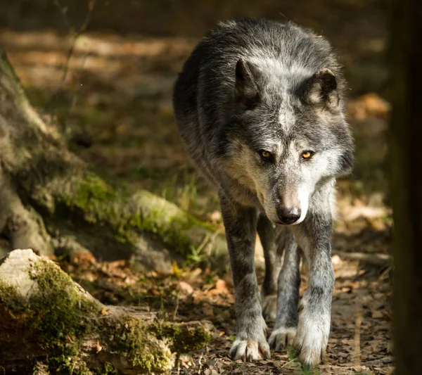 Portrait Loup Noir Dans Forêt — Photo