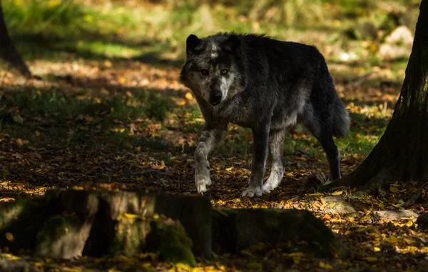 Egy Fekete Farkas Portréja Erdőben — Stock Fotó