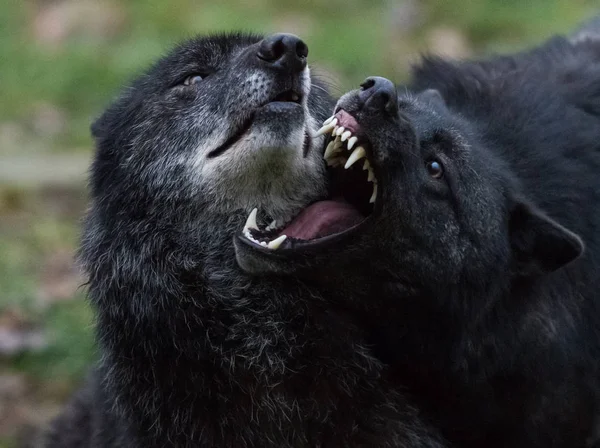 Portrait of a black wolf angry in the forest