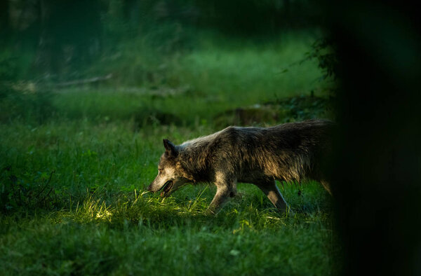 Black wolf in the forest during the sunset