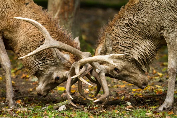 Kızıl geyik tekdüzelik sırasında ormanda savaşıyor.