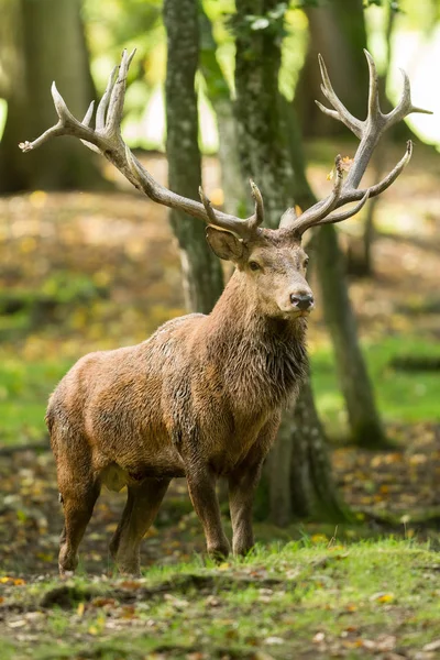 Tekdüzelik sırasında ormanda kızıl geyik