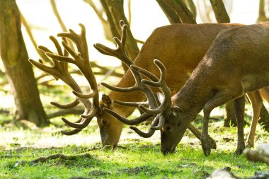 Kızıl geyik tekdüzelik sırasında ormanda içiyor.