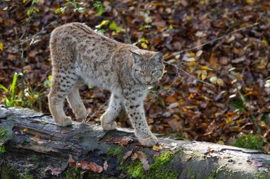 Luchs sonbaharda ormanda
