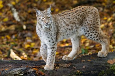 Luchs sonbaharda ormanda
