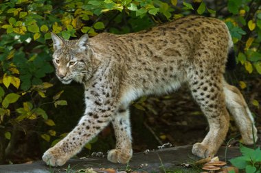 Luchs sonbaharda ormanda