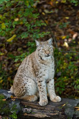 Luchs sonbaharda ormanda