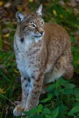 Gün batımında ormanda Luchs