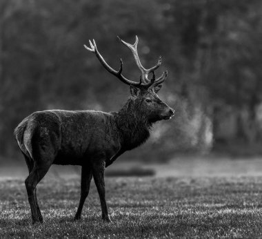 Tekdüzelik sırasında ormanda kızıl geyik