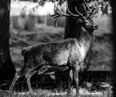 Ormandaki kırmızı geyik