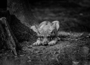 Ormandaki Gri Kurt portresi