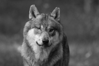 Ormandaki Gri Kurt portresi