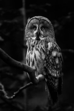 Ağaçtaki büyük gri baykuş