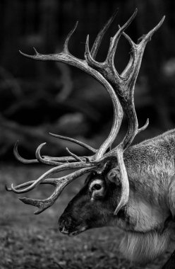 Ormanda bir ren geyiği portresi