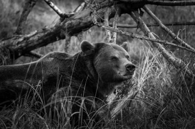 Ormandaki kahverengi ayı