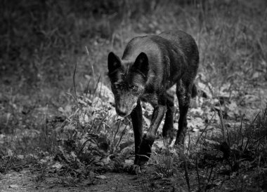 Siyah kurt ormanda yürüyor.
