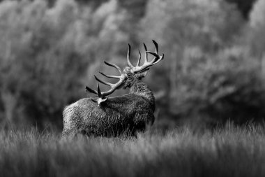 Ormandaki kırmızı geyik